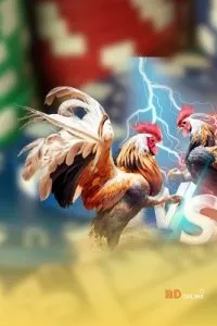 Trải Nghiệm Đá Gà Đòn Đầy Kịch Tính Tại DOLA789