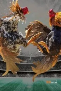 Đá Gà Sin88 Sôi Động Mỗi Ngày, Sân Chơi Chiến Kê Đỉnh